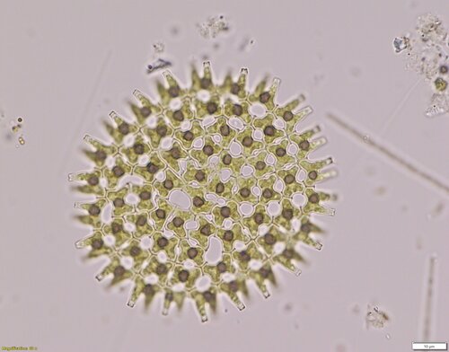 Pediastrum duplex var. duplex