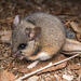 North American Deer Mice - Photo (c) Winsten Slowswakey, all rights reserved, uploaded by Winsten Slowswakey