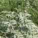 Artemisia stechmanniana - Photo (c) Kaniska, all rights reserved, uploaded by Kaniska