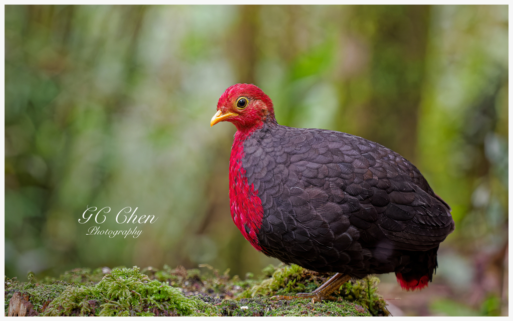 Crimson-headed Partridge photo