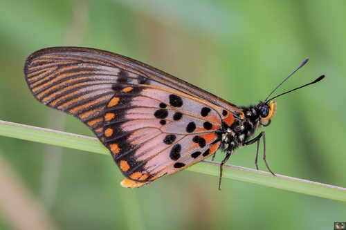 Falcate Acraea