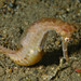 Observation photo