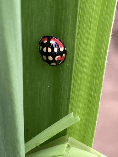 Sulfurous Lady Beetle