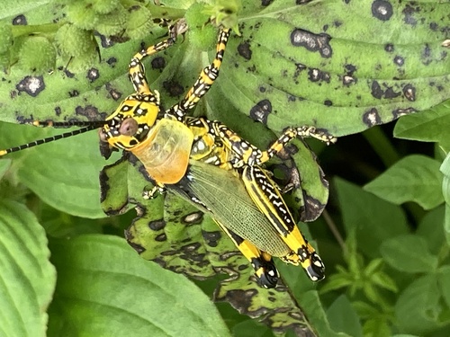 Variegated grasshopper