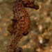 Observation photo