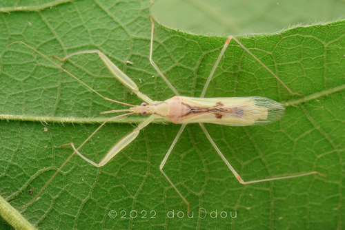 Subgenus Gorpis · iNaturalist