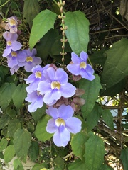 Thunbergia laurifolia image