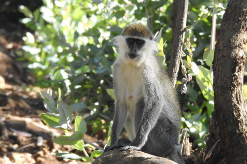 Grivet Monkey