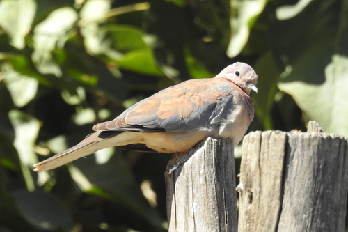Laughing Dove