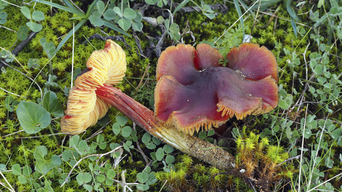 Dune Waxcap