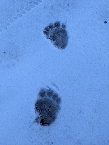 iNaturalist observation photo of American Black Bear