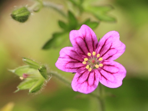 Geranium magellanicum