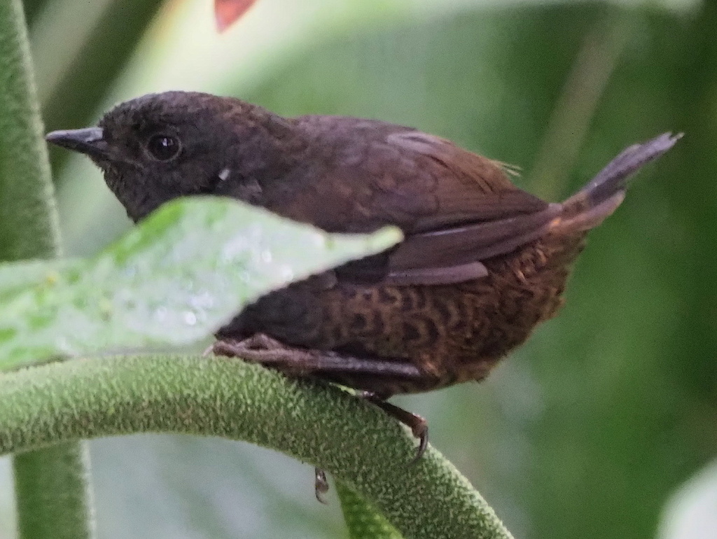 Long-tailed Tapaculo photo