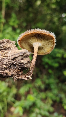 Lentinus berteroi