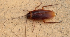 Periplaneta americana image
