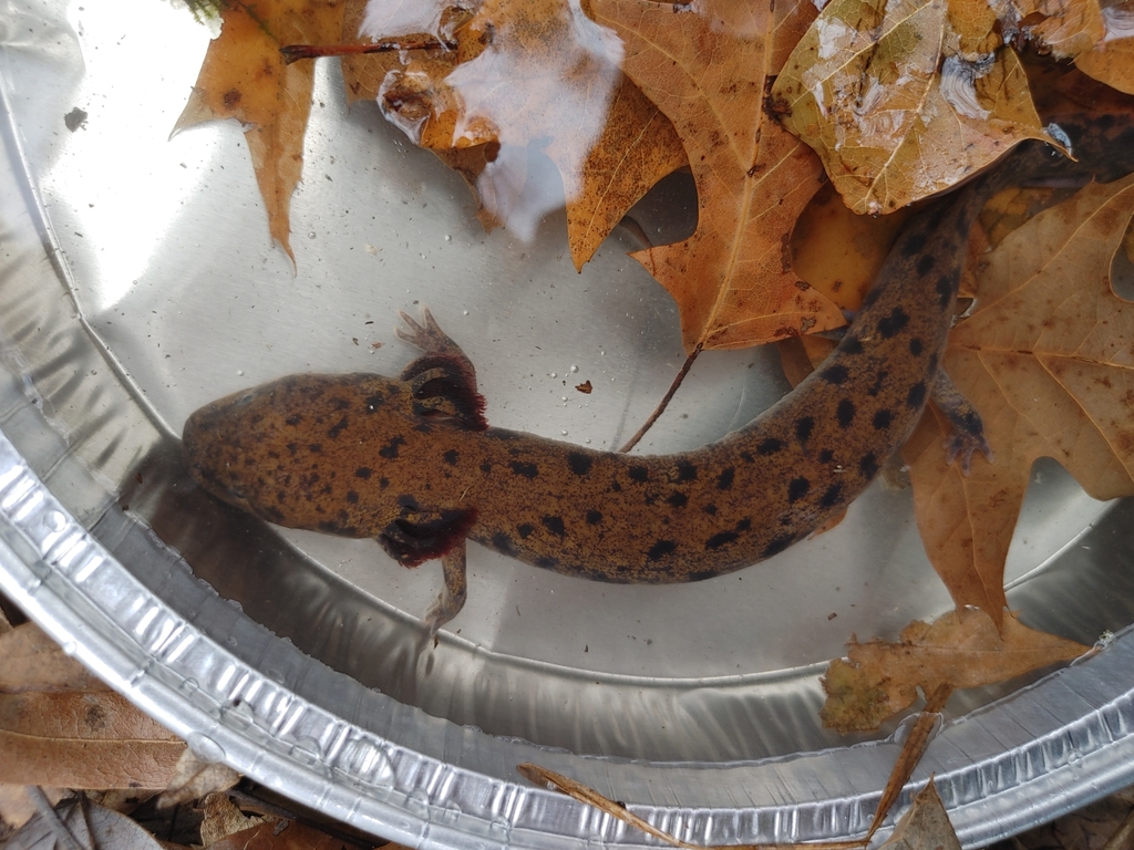 Neuse River Waterdog in December 2022 by Martina N · iNaturalist