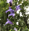 Great Blue Lobelia - Photo (c) April Covington, all rights reserved, uploaded by April Covington