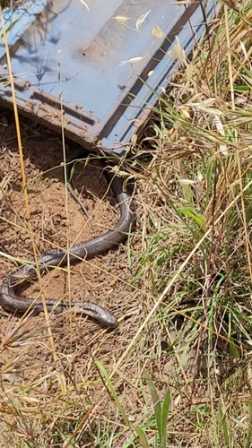 Tiger Snake sighting