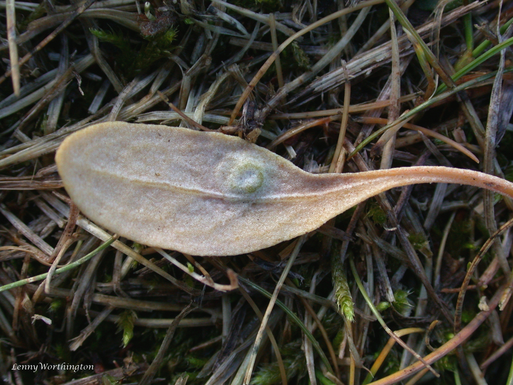 Acer brevipes (Acer brevipes)