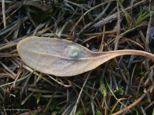 Aceria brevipes