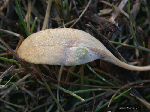 Aceria brevipes