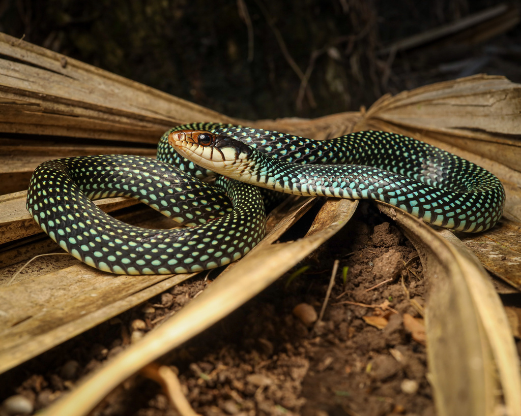 Speckled Racer in November 2022 by Evan J Dittig · iNaturalist