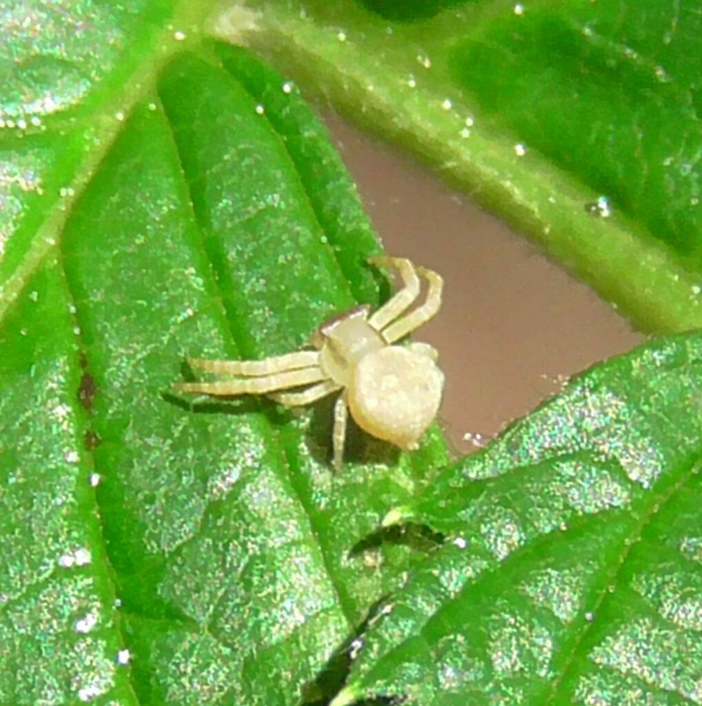 Crab Spiders from Watsonville QLD 4887, Australia on December 07, 2022