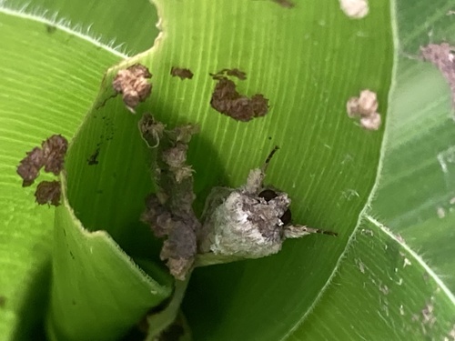 Fall Armyworm Moth
