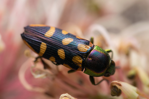 Castiarina versicolor · iNaturalist United Kingdom