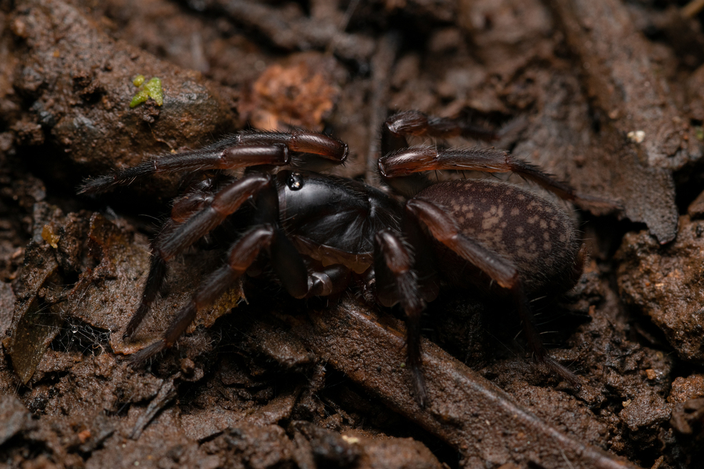 Rainforest Wishbone Spiders in November 2022 by Joshua Gan · iNaturalist