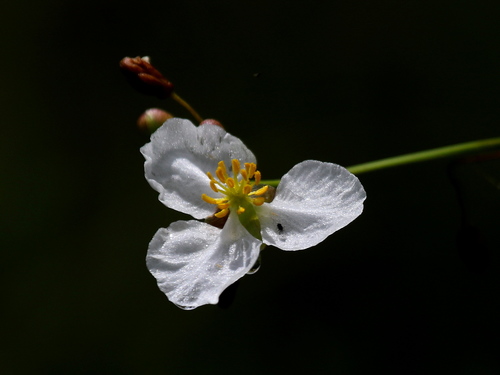 Sagittaria lancifolia ssp. lancifolia