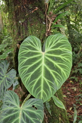 Philodendron verrucosum image