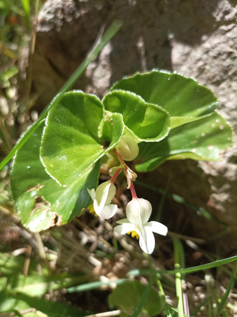 Begonia cucullata