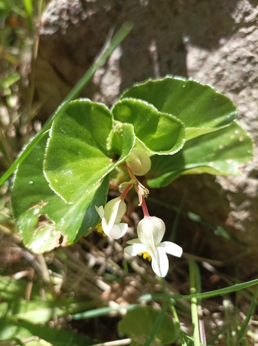 Begonia cucullata Willd.