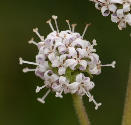 Pleiocraterium