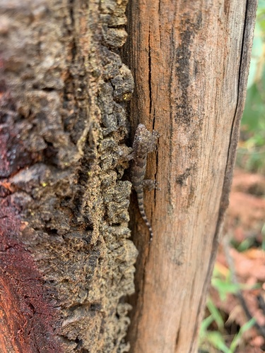 Tropical House Gecko