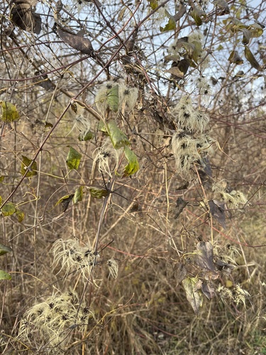 plamienok plotný (Clematis vitalba)