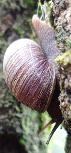 Humboldtiana queretaroana