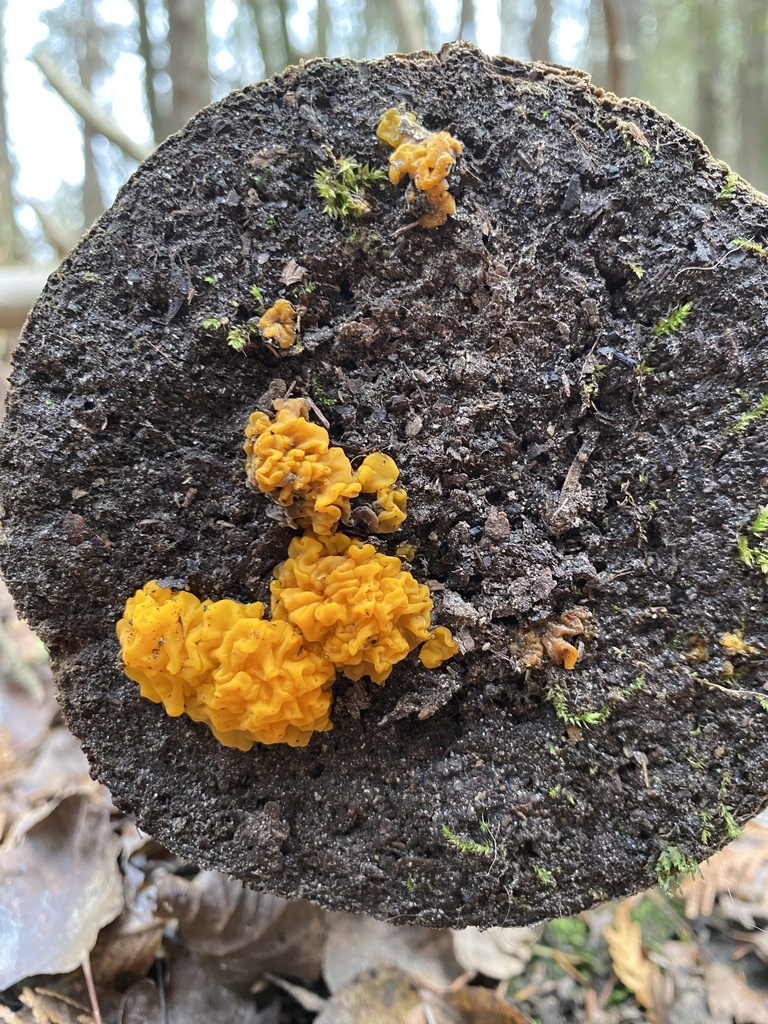Orange Jelly Spot from Hanlon Creek, Guelph, ON, CA on December 07