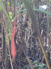 Heliconia mariae image