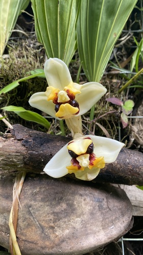 Stanhopea cirrhata image