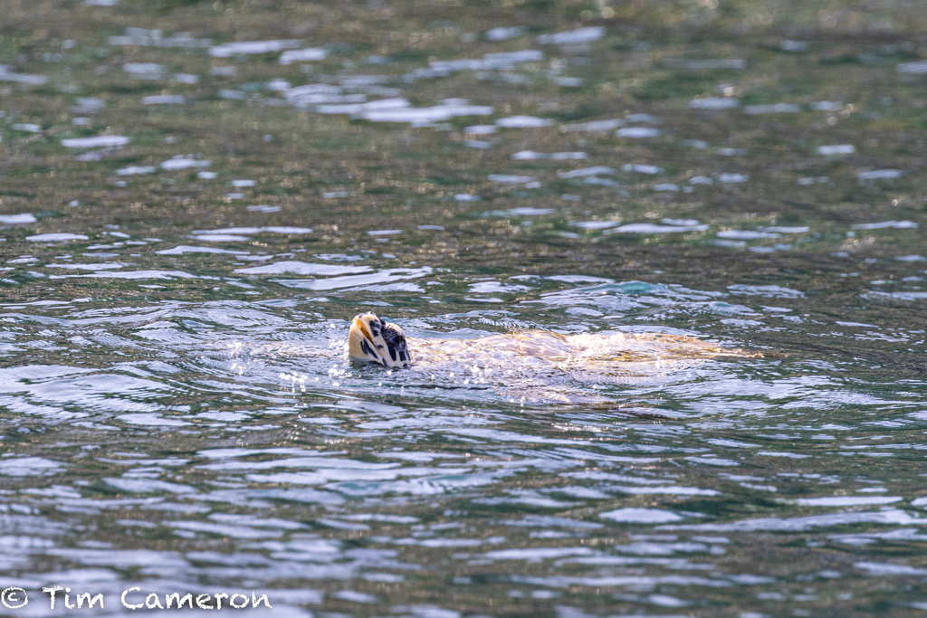 Green Sea Turtle In December 2022 By Tim Cameron INaturalist   Large 