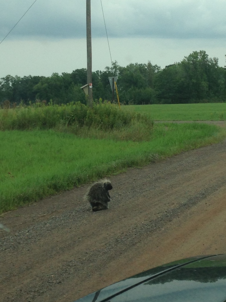 North American Porcupine from 2748 320th Ave, Brook Park, MN, US on