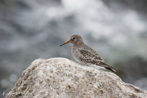 Purple Sandpiper