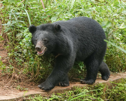 Asian Black Bear