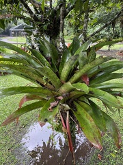 Aechmea mexicana image