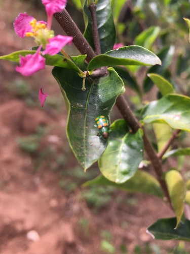 Diabrotica speciosa