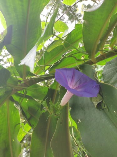 Ipomoea indica image