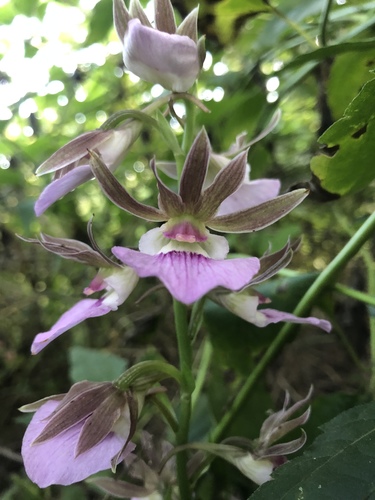 Eulophia guineensis