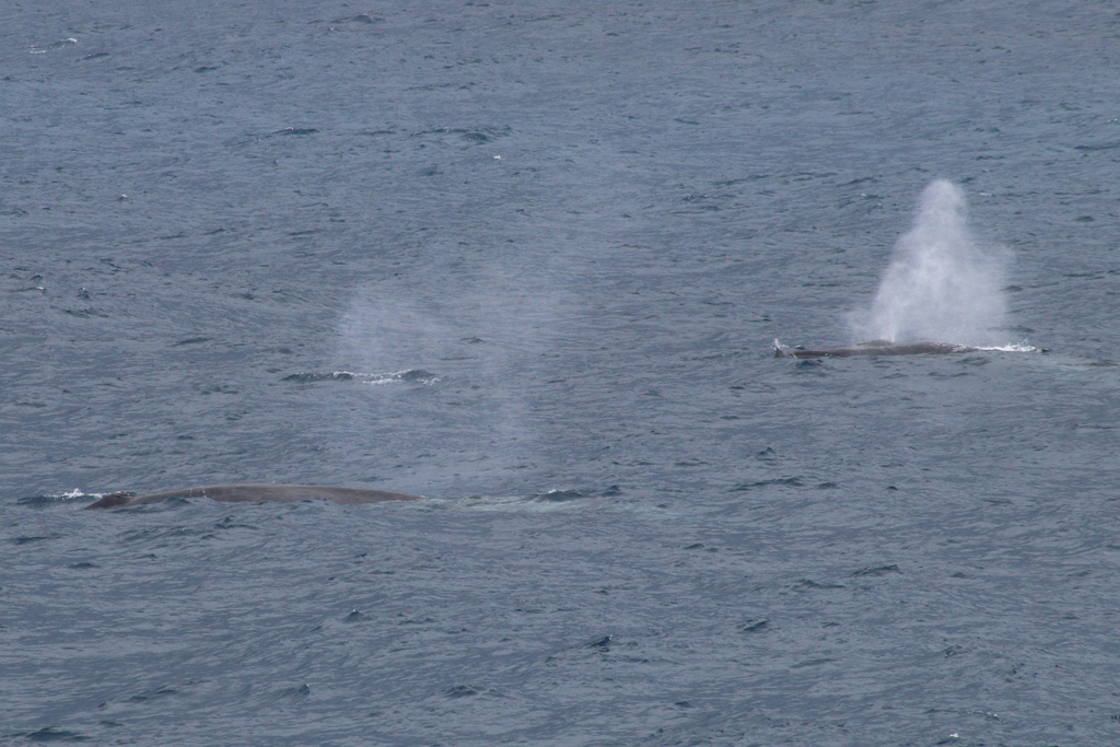 Photo - Southern Fin Whale - Balaenoptera physalus quoyi 